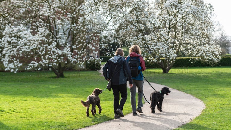 Are Dogs Allowed In Dunham's Sports Today Dogs at Dunham Massey | Greater Manchester | National Trust